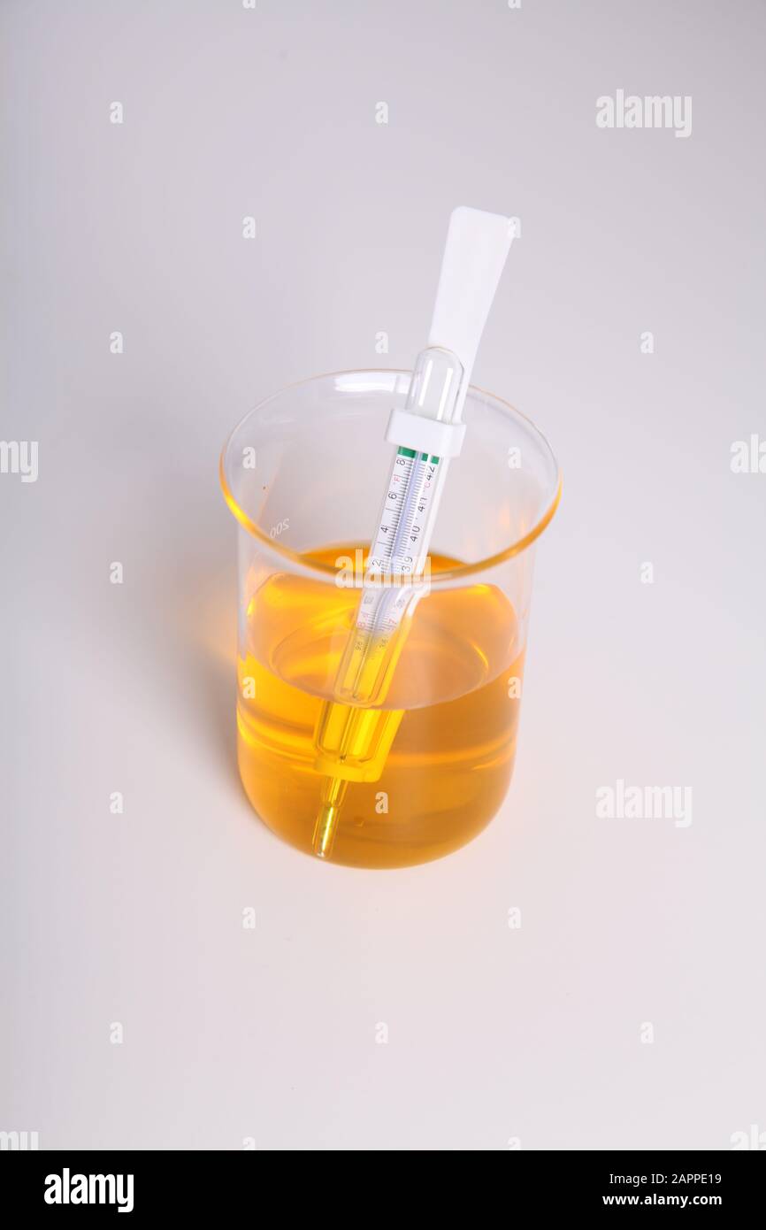 Yellow liquid in a beaker with thermometer dip, science lab on white