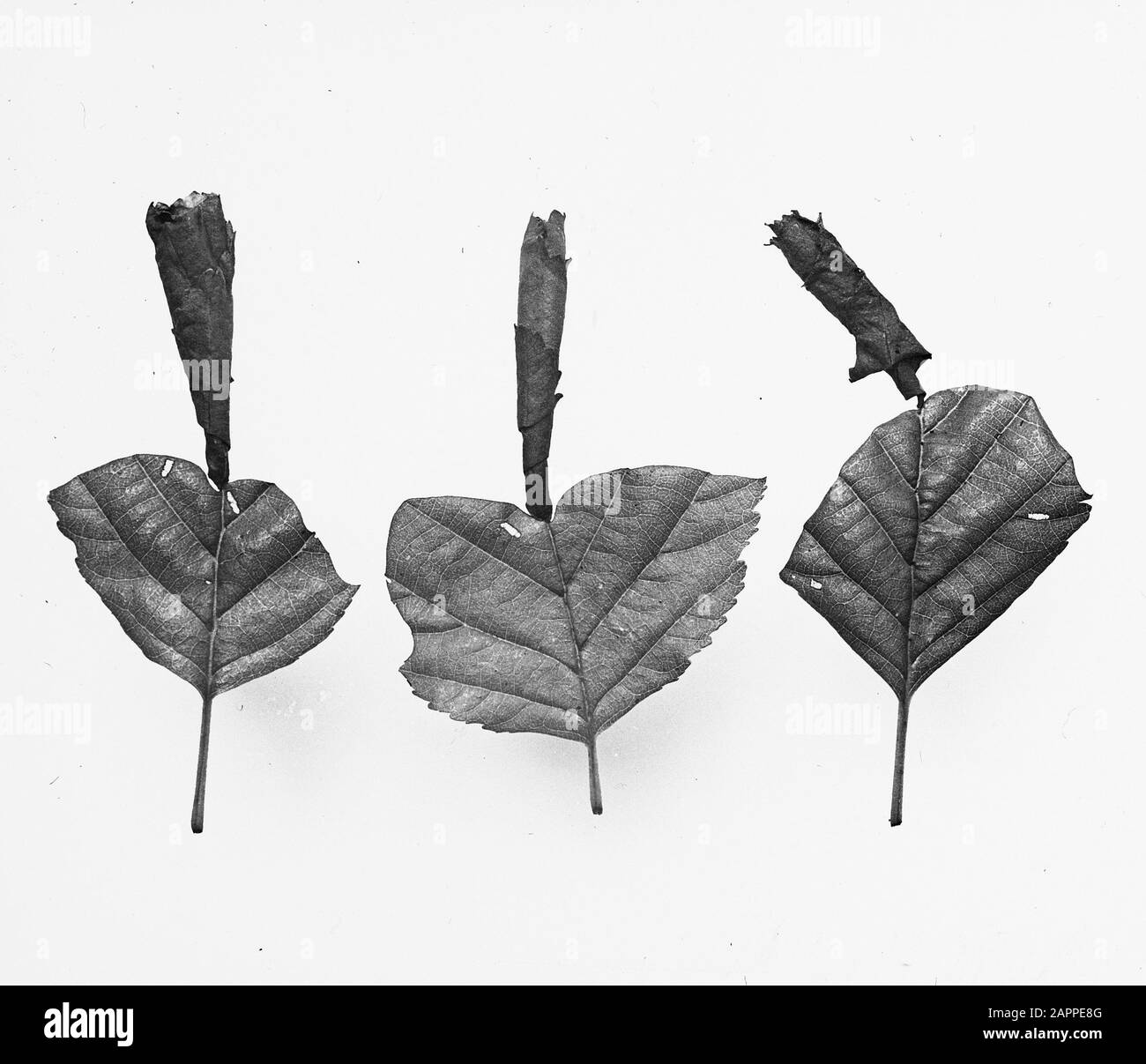 Poplar Tree Insect Invasion insects, damages, poplar boxer, larvae Date: undated Keywords: damages ...