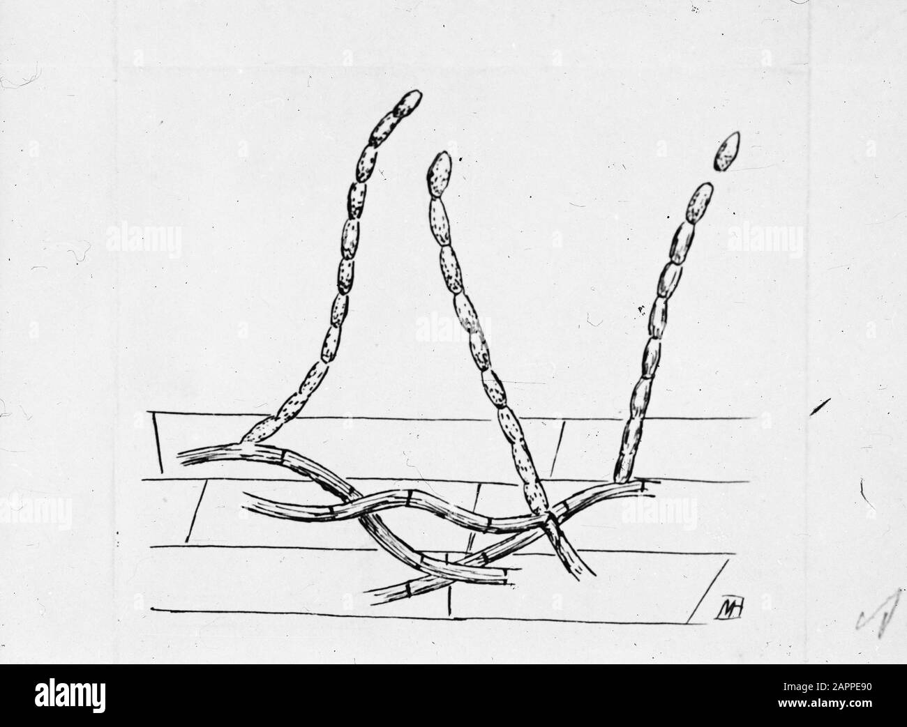 drawing Date: undated Keywords: higher plants, damage, fungi Personal name: conidien Stock Photo