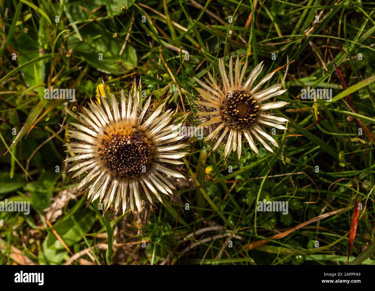 Carline thistle (Carlina vulgaris) growing wild on calcareous grassland in the karst country of the Burren at Parknabinna, County Clare, Ireland Stock Photo