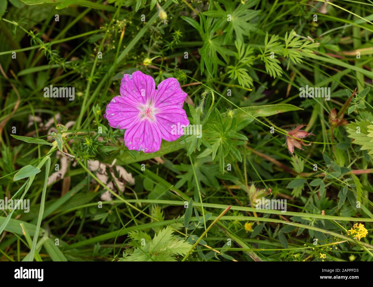 Bloody cranesbill (Geranium sanguineum) growing wild on calcareous grassland in the karst country of the Burren at Parknabinna, County Clare, Ireland Stock Photo