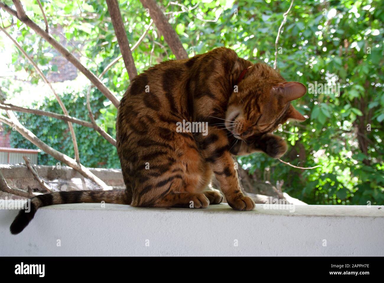Striped brown Bengal cat licking itself in the backyard garden Stock Photo