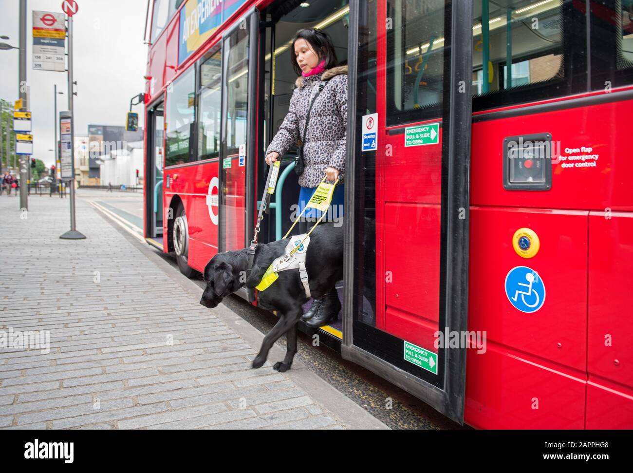 Can I Take My Dog On A London Bus