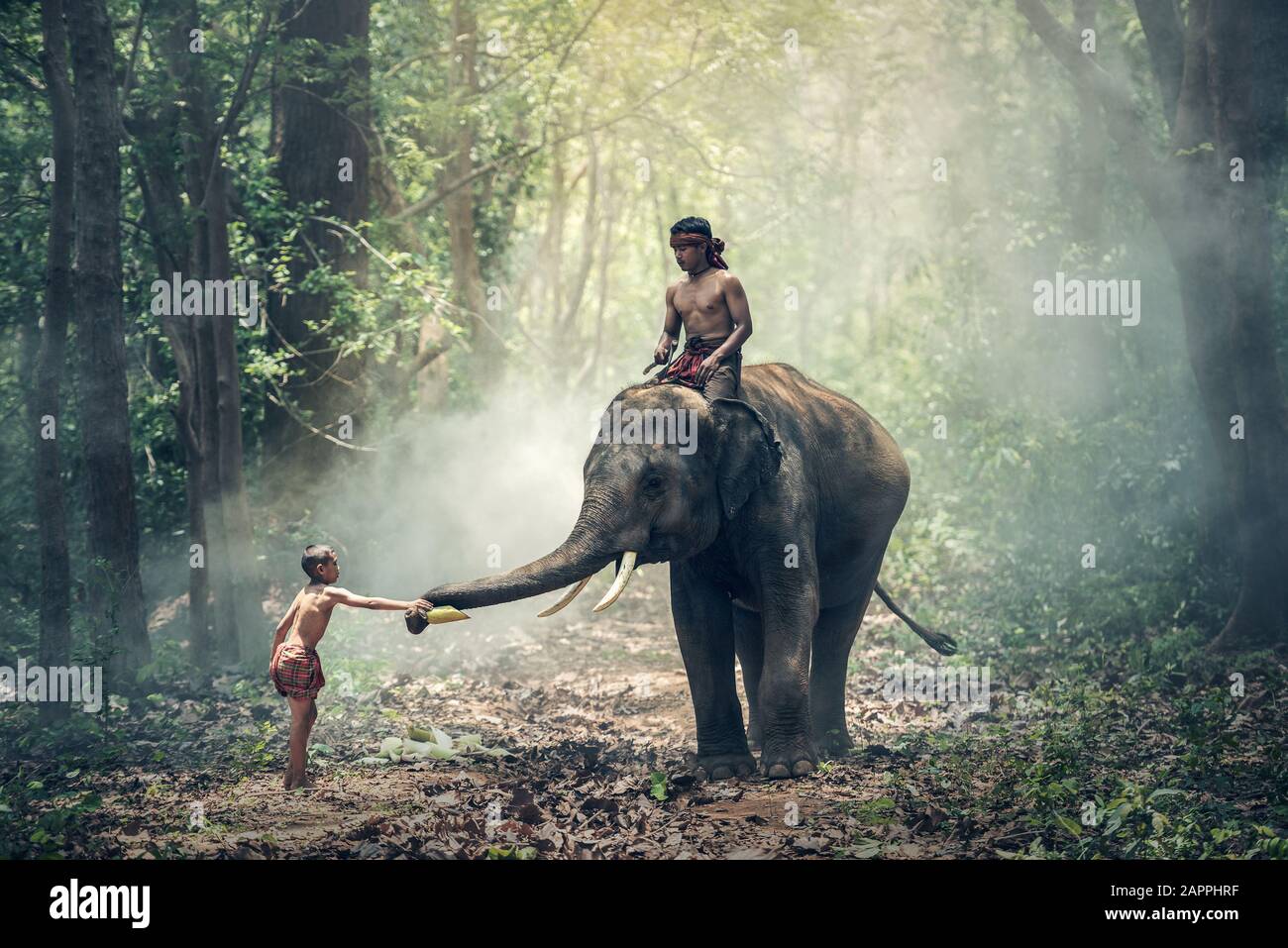 Little asian boy feeding elephant, countryside in Thailand Stock Photo