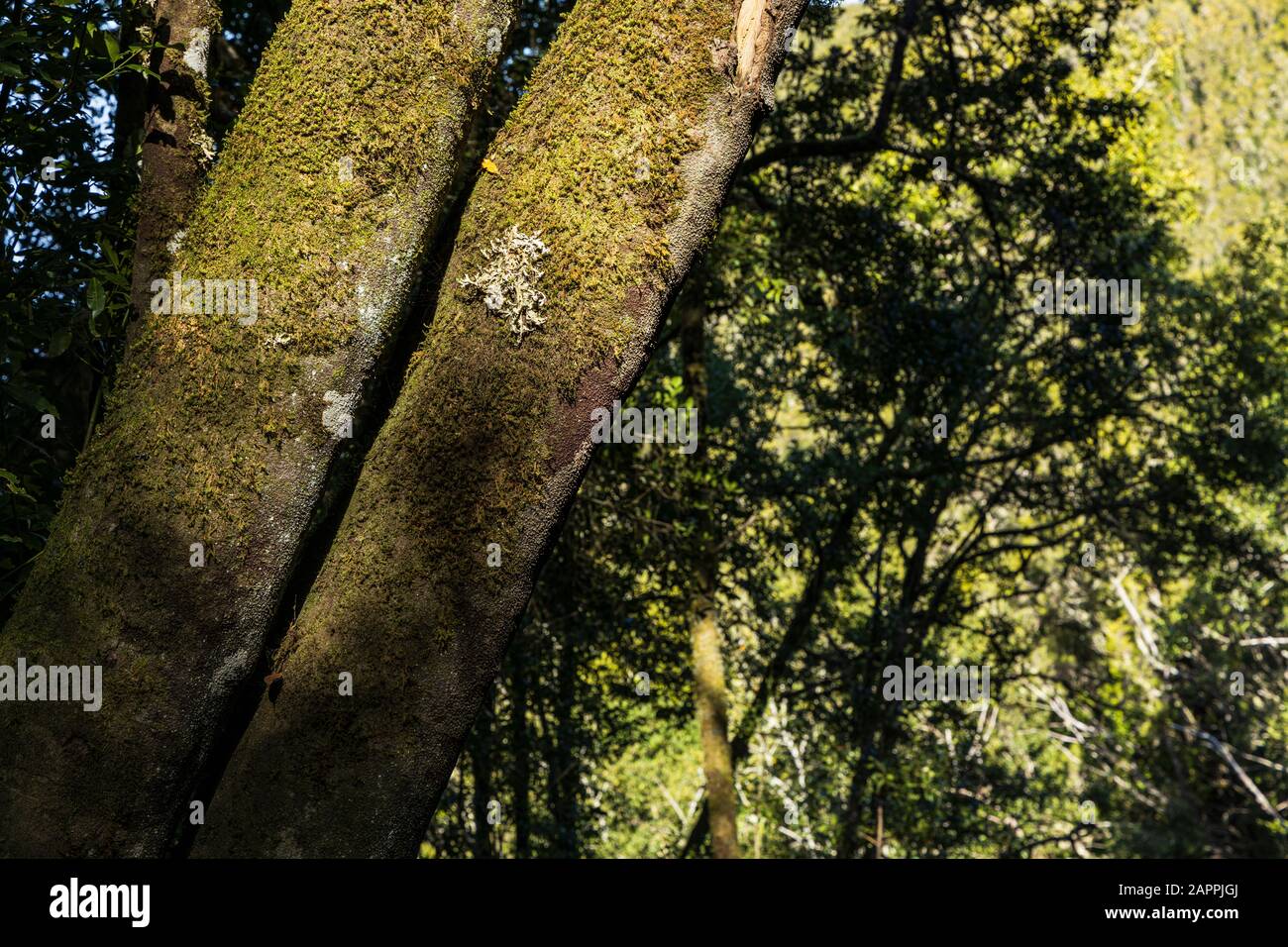 Moss and lichen growing on a tree trunk in the laurel forest on the