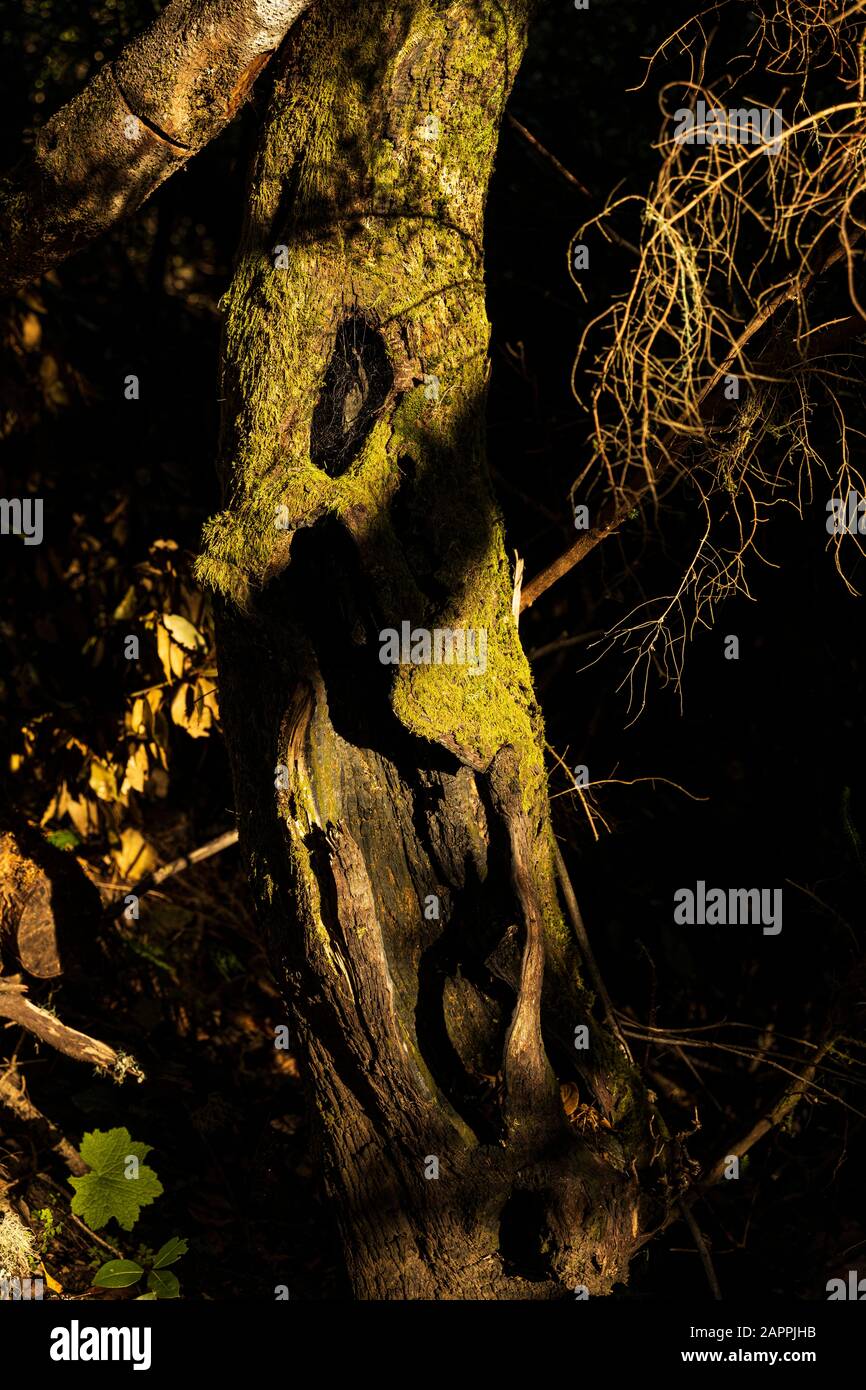 Moss and lichen growing on a tree trunk in the laurel forest on the