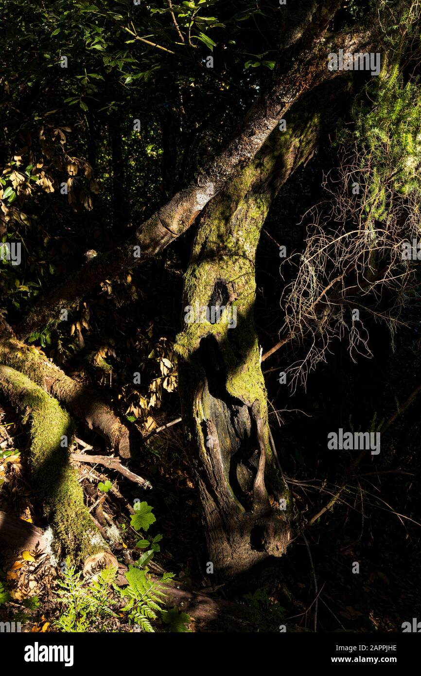 Moss and lichen growing on a tree trunk in the laurel forest on the