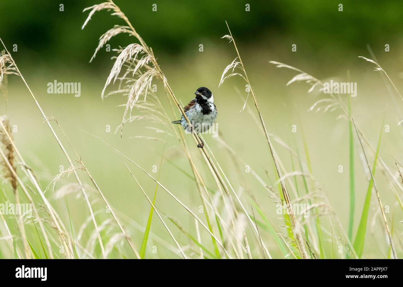 Male Reed bunting (Scientific name: Emberiza schoeniclus) perched on a grass stem in natural reed bed habitat. Facing forward. Landscape. Copy space Stock Photo