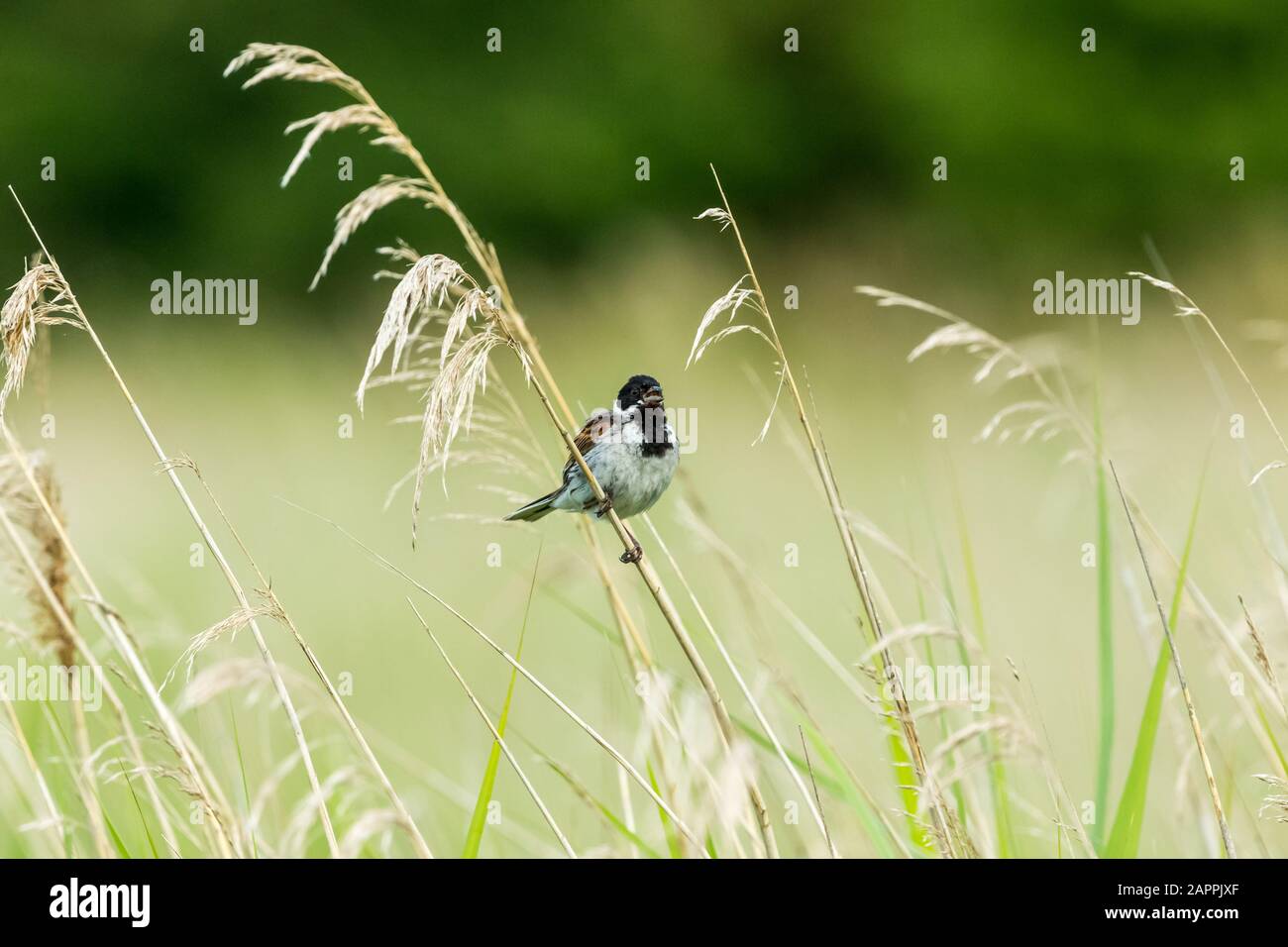 Male Reed bunting (Scientific name: Emberiza schoeniclus) perched on a grass stem and singing with beak opn in natural reed bed habitat.  Facing right Stock Photo