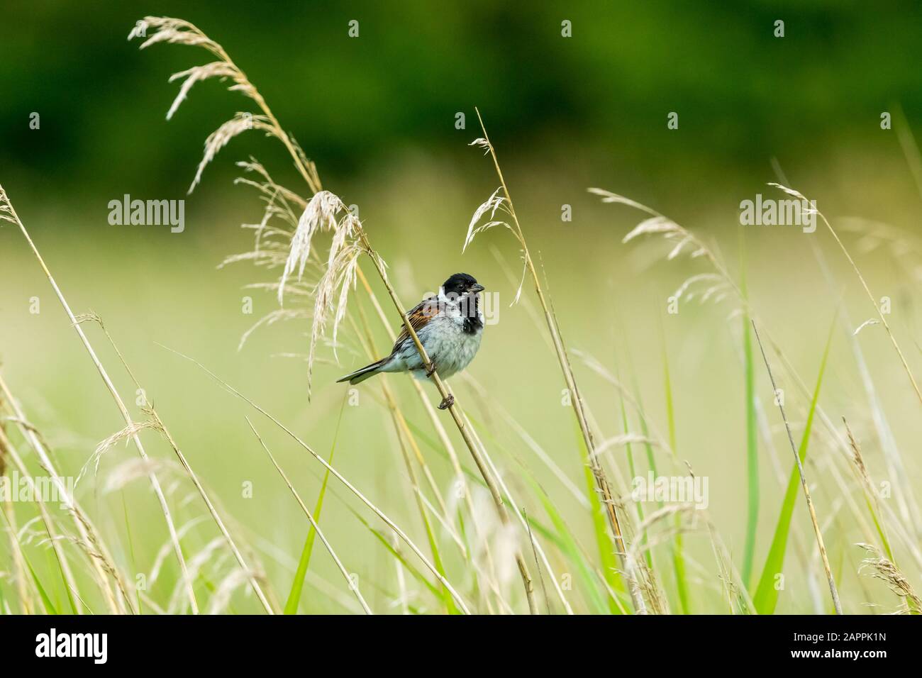 Male Reed bunting (Scientific name: Emberiza schoeniclus) perched on a grass stem in natural reed bed habitat. Facing right. Landscape. Copy space Stock Photo