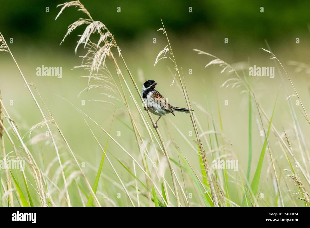 Male Reed bunting (Scientific name: Emberiza schoeniclus) perched on a grass stem in natural reed bed habitat. FAcing right. Landscape. Space for copy Stock Photo