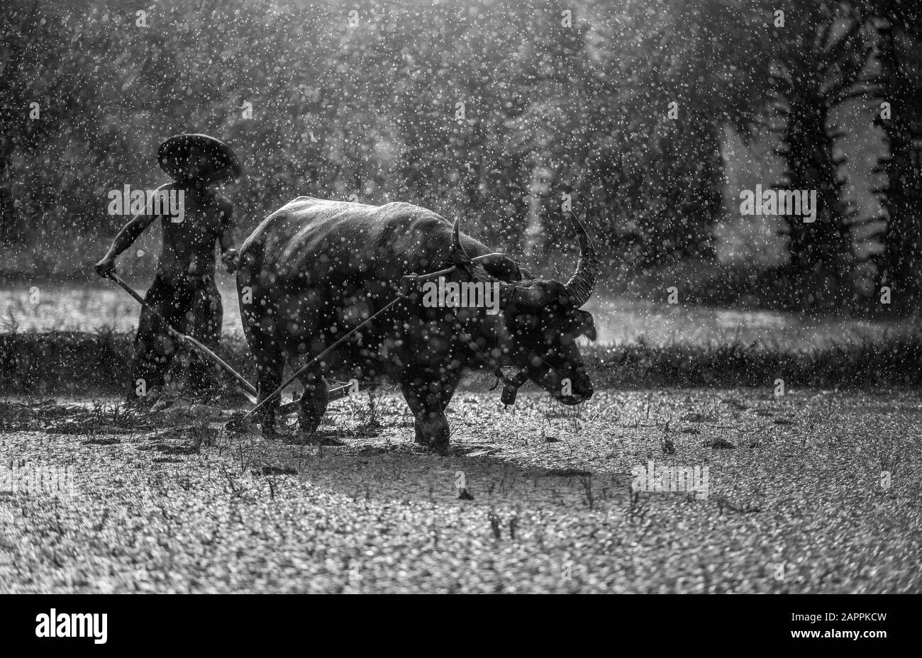 Farmer in The Rain:  Farmers grow rice in the rainy season. They were soaked with water and mud to be prepared for planting. wait three months to harv Stock Photo