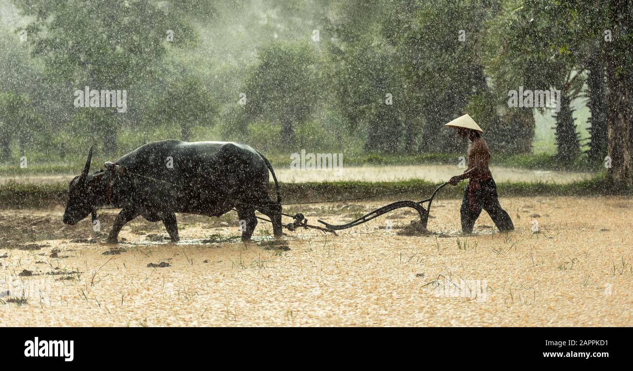 Farmers grow rice rainy season hi-res stock photography and images - Alamy