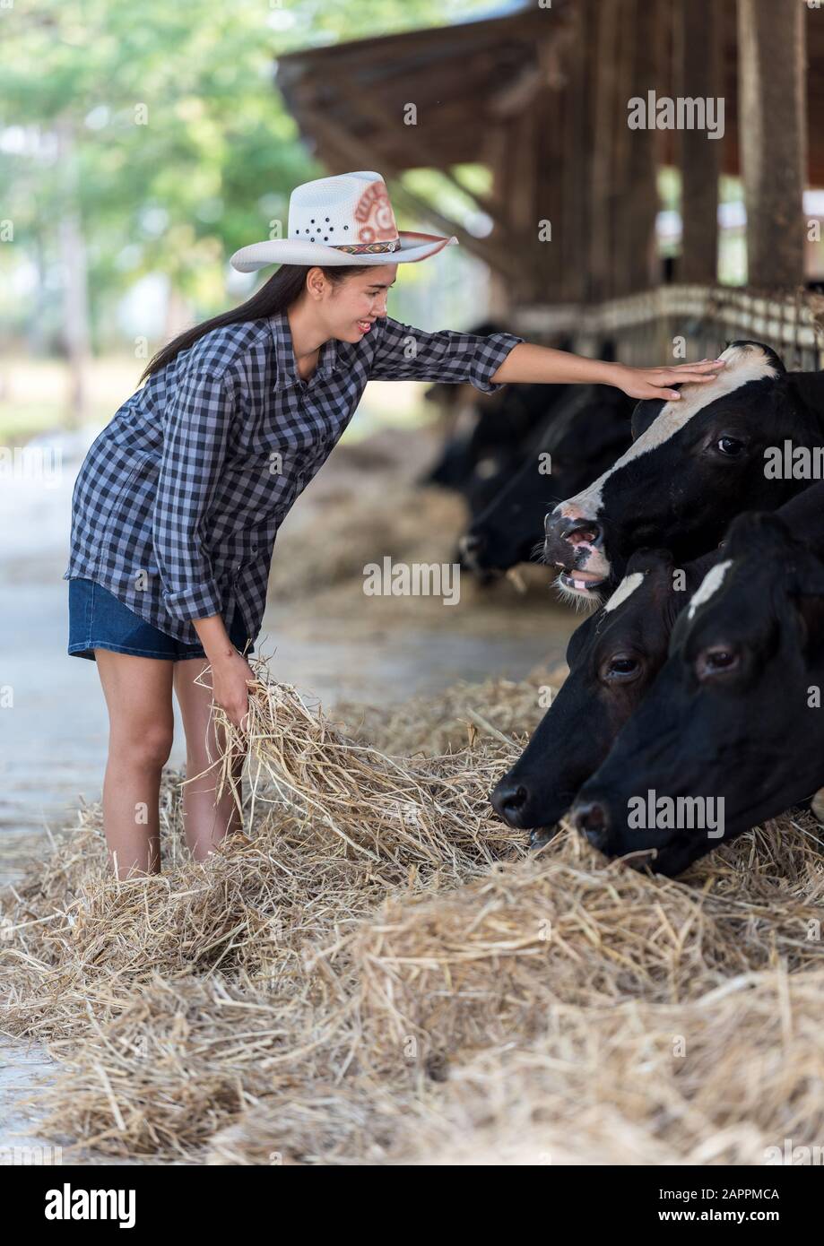 Closeup on cows being fed by cattleman Stock Photo Alamy
