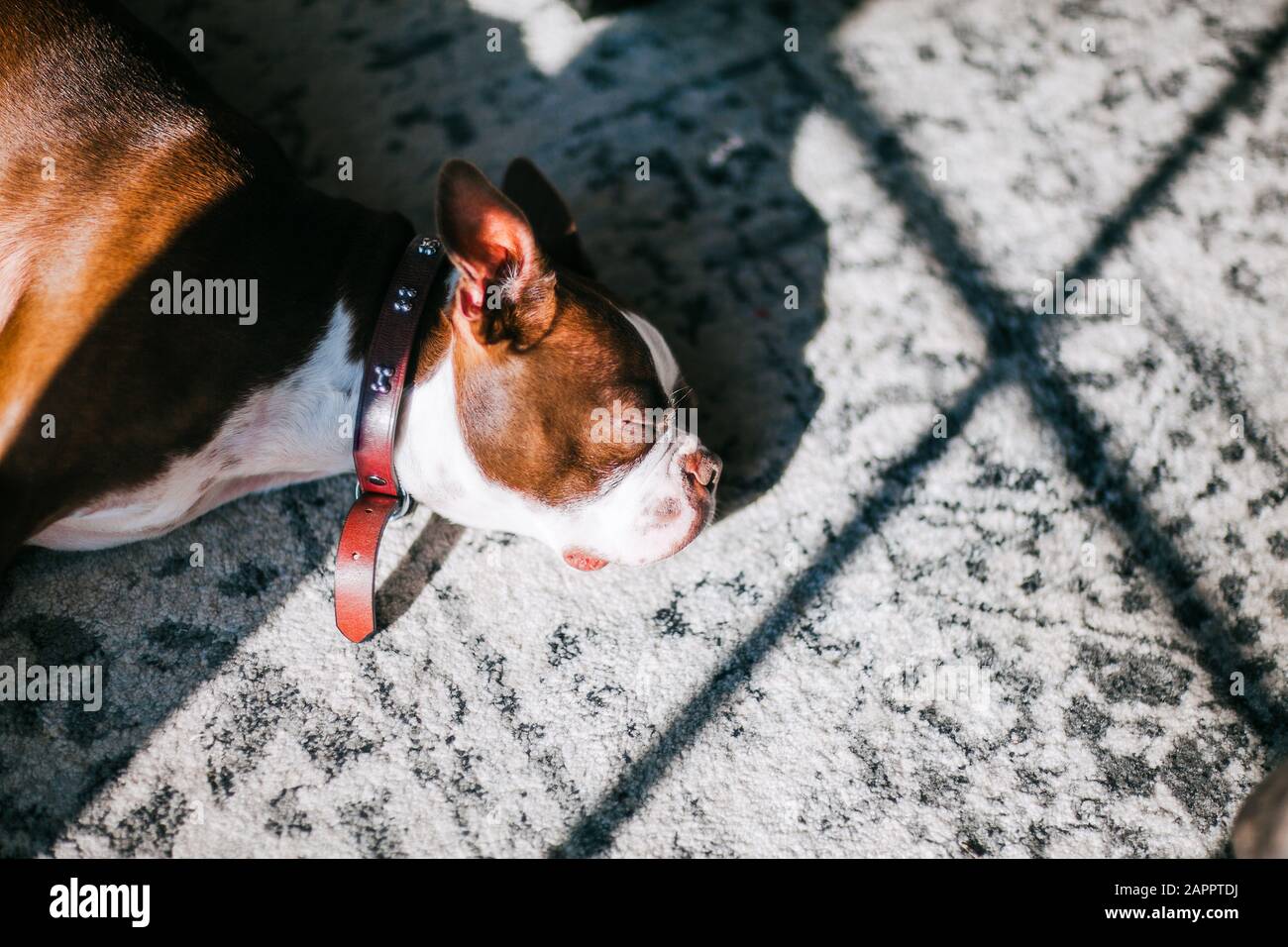 French bulldog sleeping on carpet Stock Photo