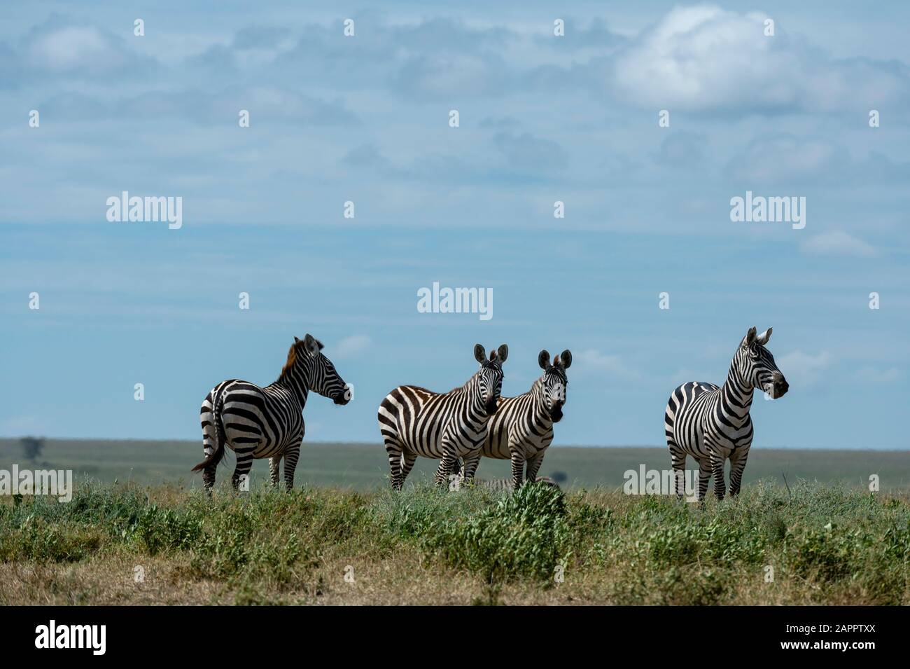Plains zebras (Equus quagga), Ndutu, Ngorongoro Conservation Area, Serengeti, Tanzania Stock Photo