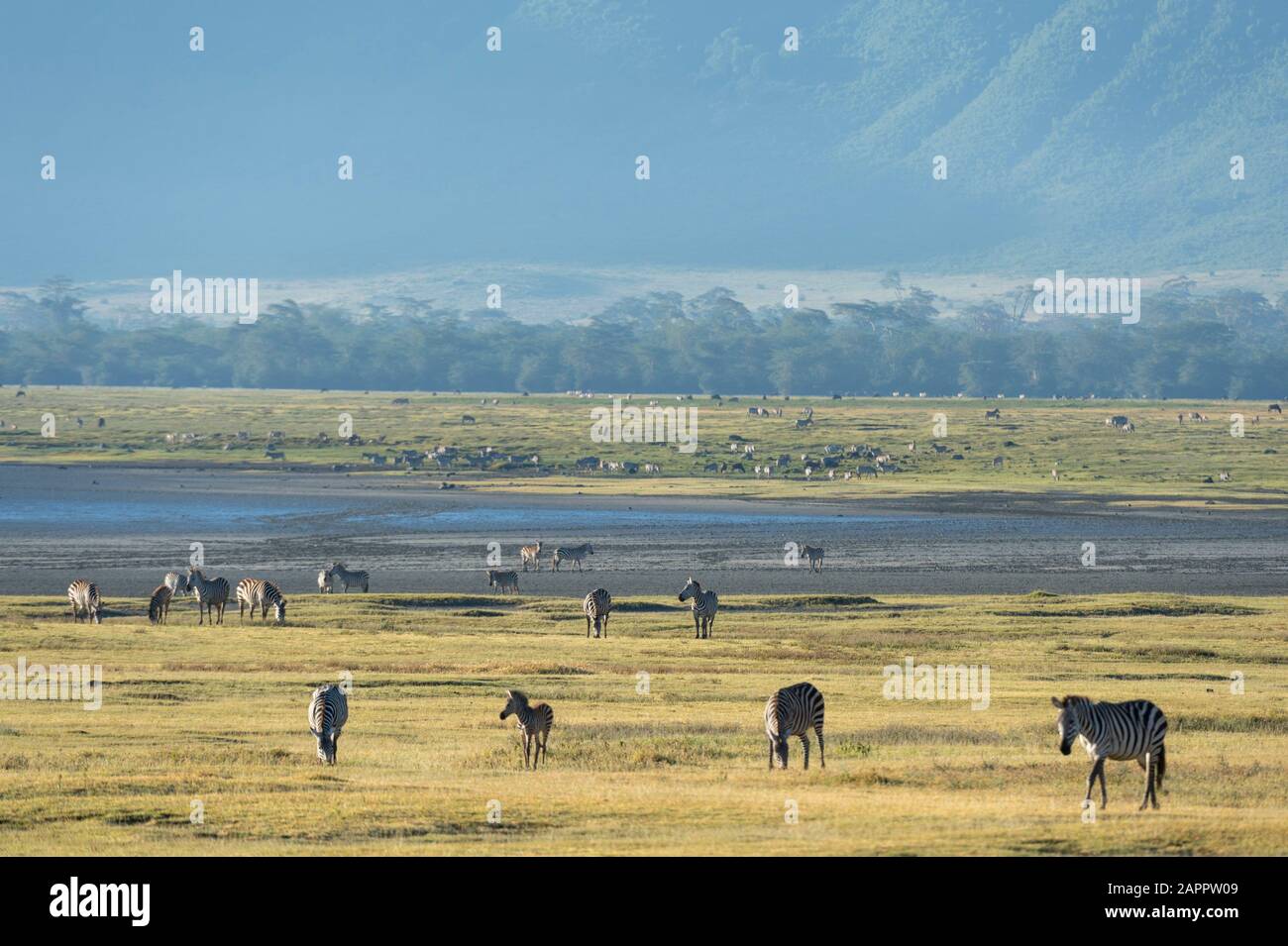 Common zebras (Equus quagga), Ngorongoro crater, Ngorongoro Conservation Area, Serengeti, Tanzania Stock Photo