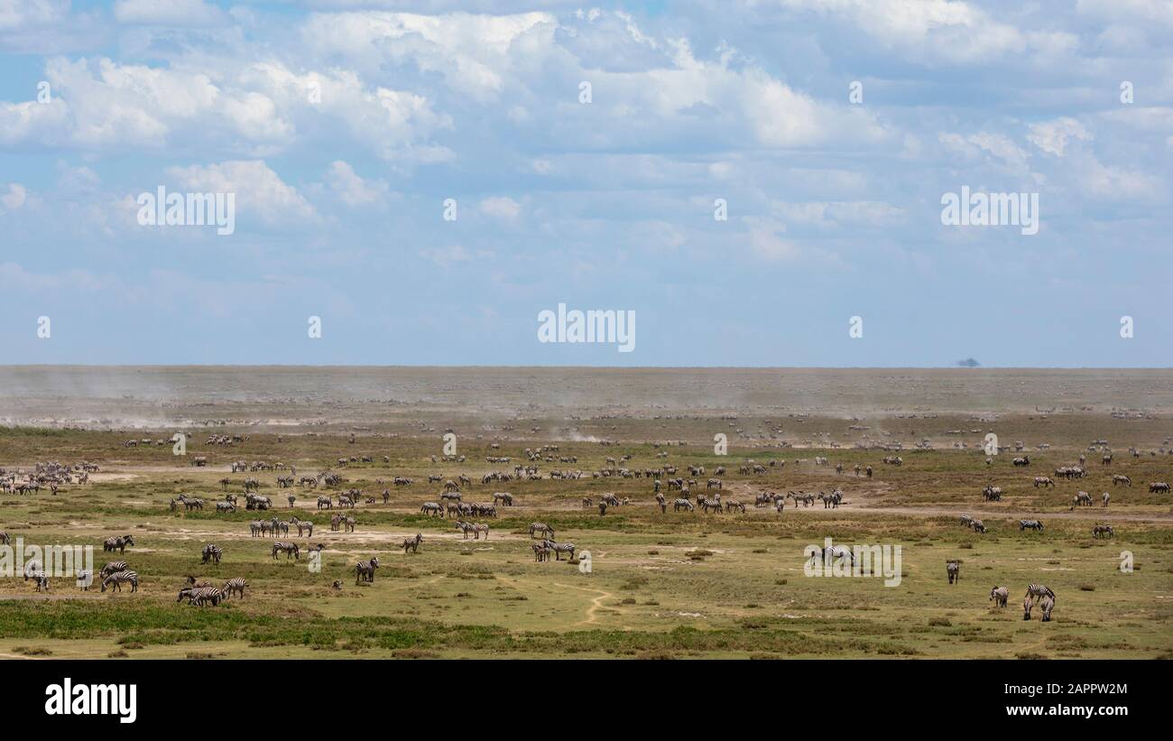 Zeal of plains zebras (Equus quagga), Ndutu, Ngorongoro Conservation Area, Serengeti, Tanzania Stock Photo
