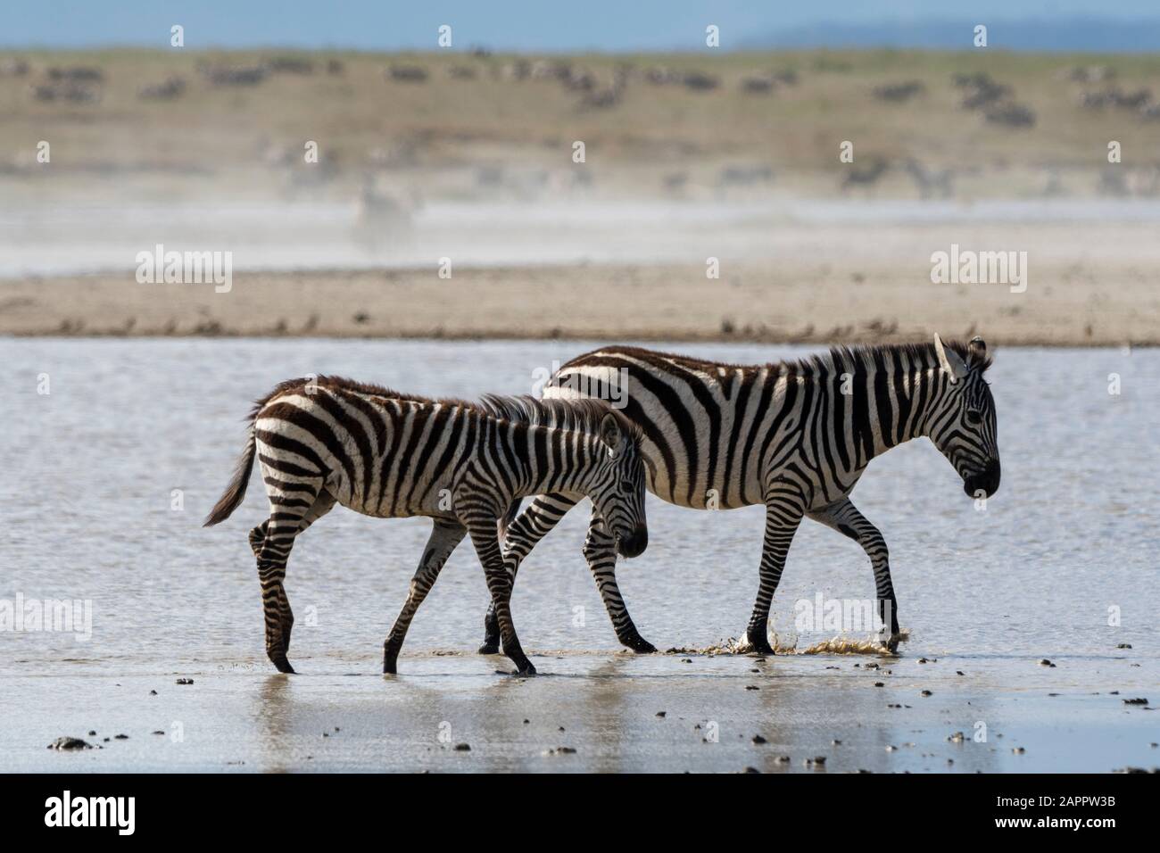 Plains zebras (Equus quagga), Ndutu, Ngorongoro Conservation Area, Serengeti, Tanzania Stock Photo