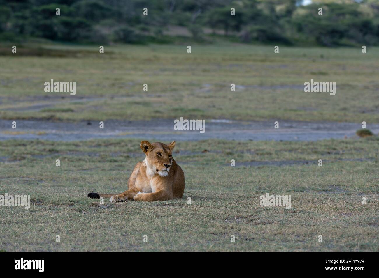 Lioness (Panthera leo), Ndutu, Ngorongoro Conservation Area, Serengeti, Tanzania Stock Photo