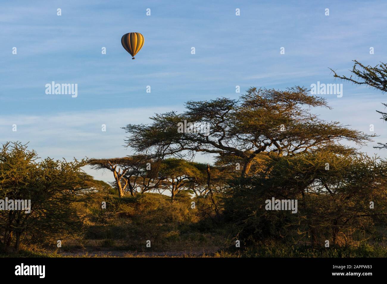 Hot air baloon in flight over acacias, Ndutu, Ngorongoro Conservation Area, Serengeti, Tanzania Stock Photo