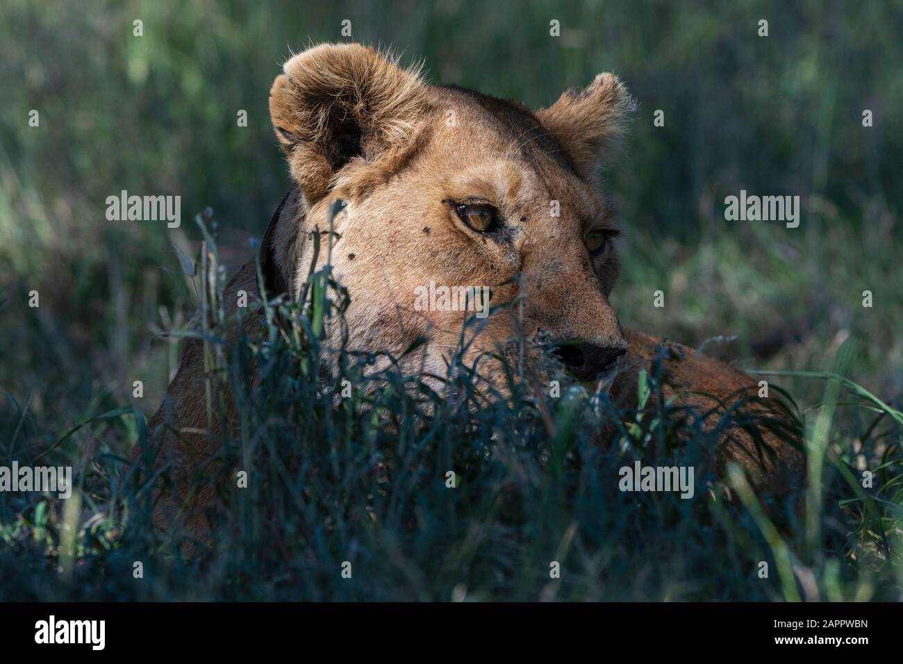 Lioness (Panthera leo), Seronera, Serengeti National Park, Tanzania Stock Photo