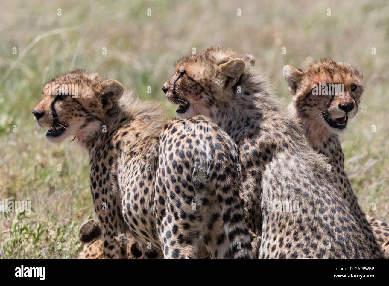 Cheetah cubs (Acynonix jubatus), Seronera, Serengeti National Park, Tanzania Stock Photo