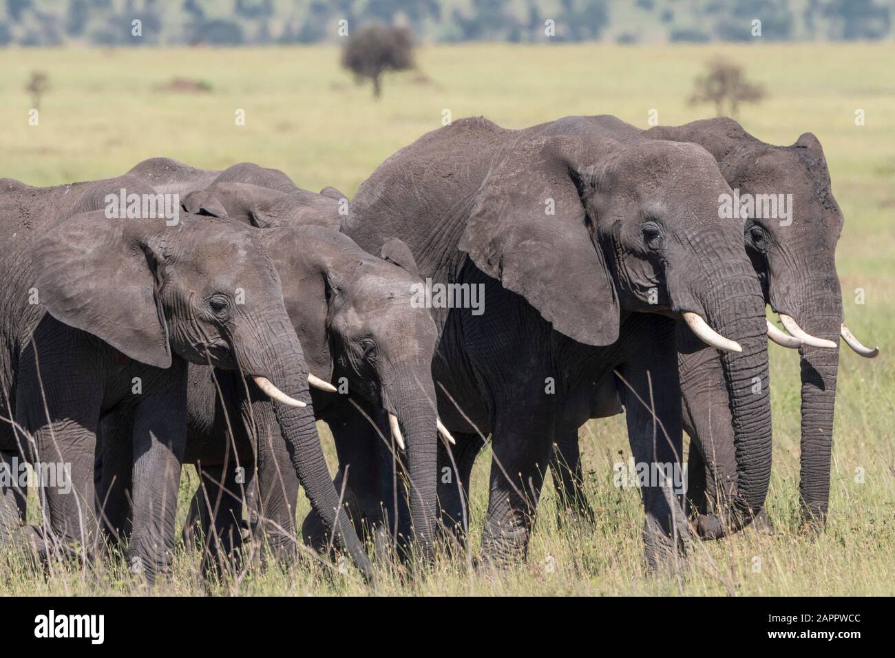 African elephant herd (Loxodonta africana), Seronera, Serengeti National Park, Tanzania Stock Photo