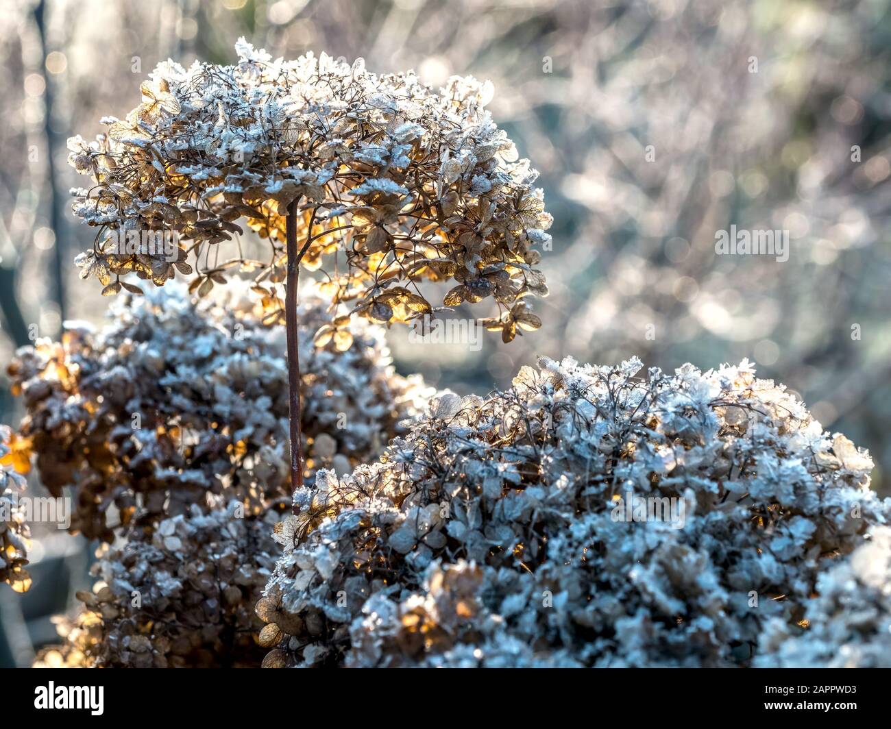 Bunch of hortensia flowers covered with morning frost Stock Photo