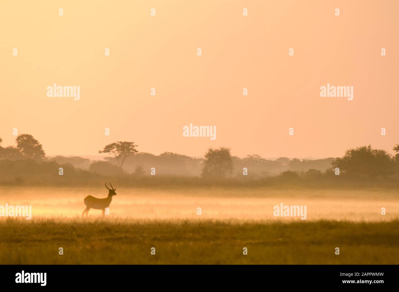 Puku in mist at sunrise, Busanga Plains, Kafue National Park, Zambia Stock Photo