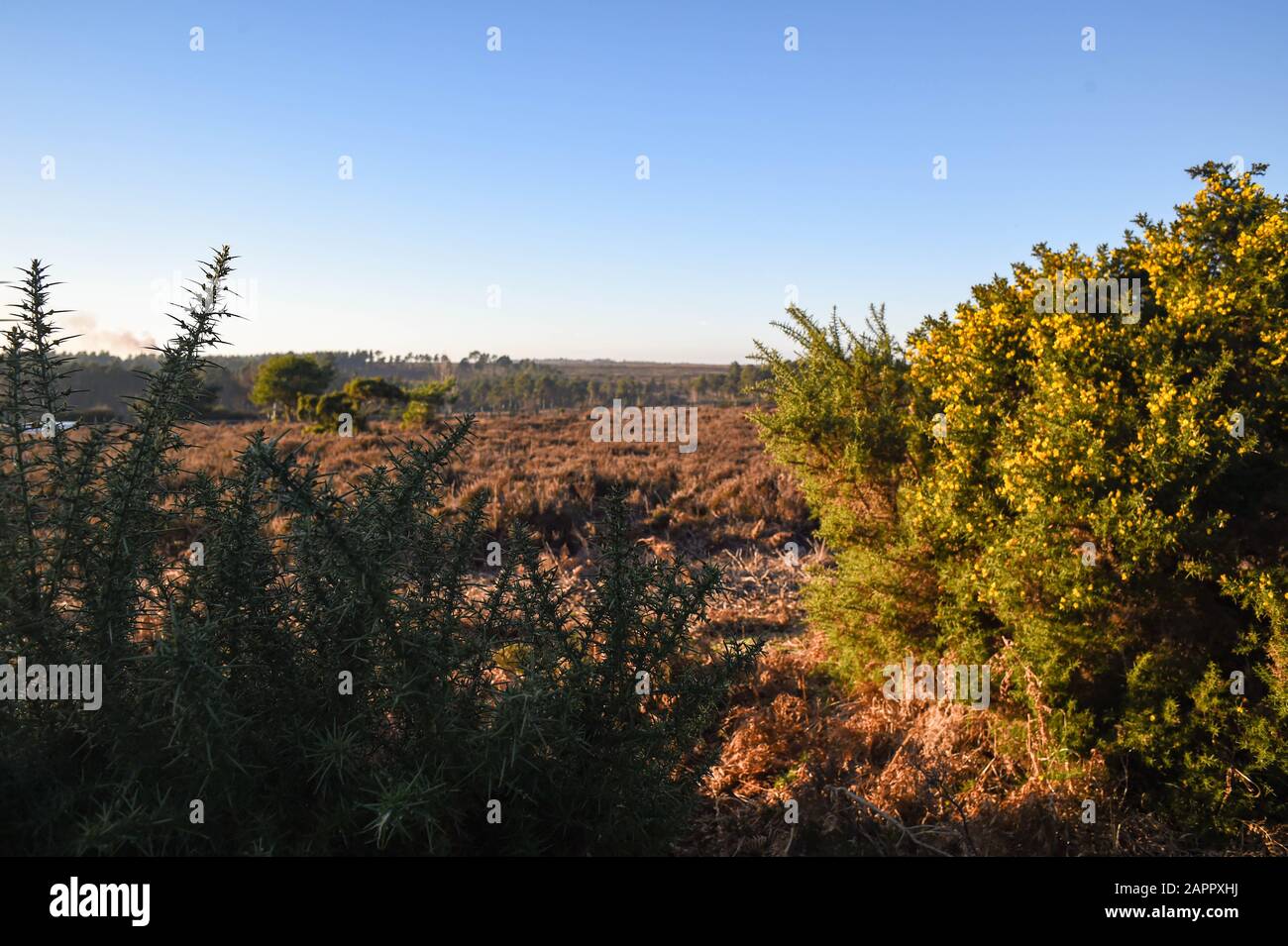 New forest wildlife park uk hi-res stock photography and images - Alamy