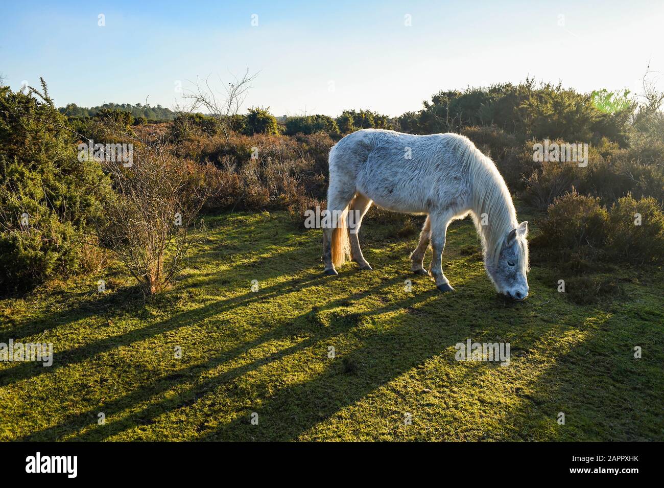 Wild ponies in The New Forest Hampshire UK Stock Photo