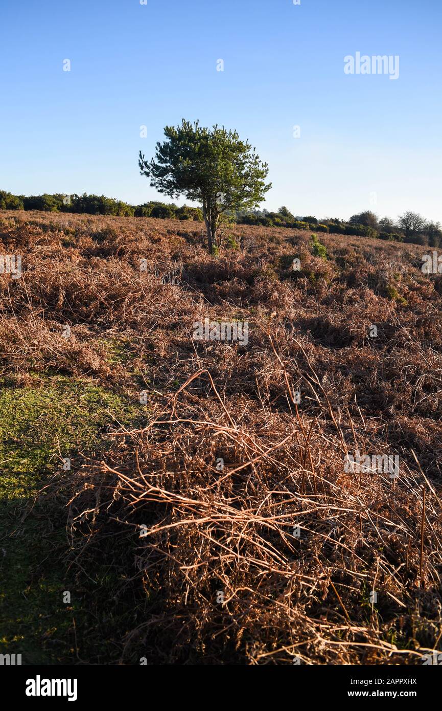 New forest landscape uk hi-res stock photography and images - Alamy