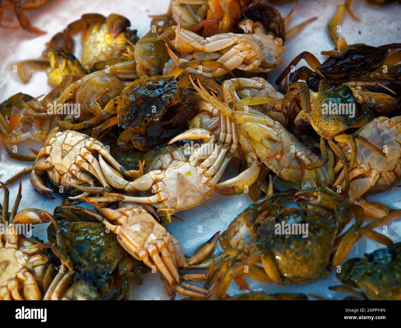 Typical venetians soft crab called Moeche, Venice, Veneto, Italy Stock