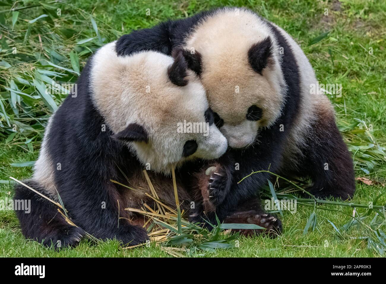 Giant pandas, bear pandas, mother and son together Stock Photo