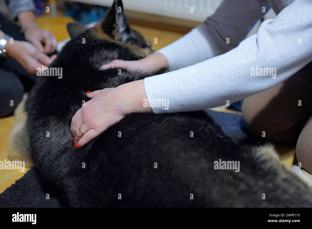 The maser massages an old dog with s painful joints Stock Photo Alamy