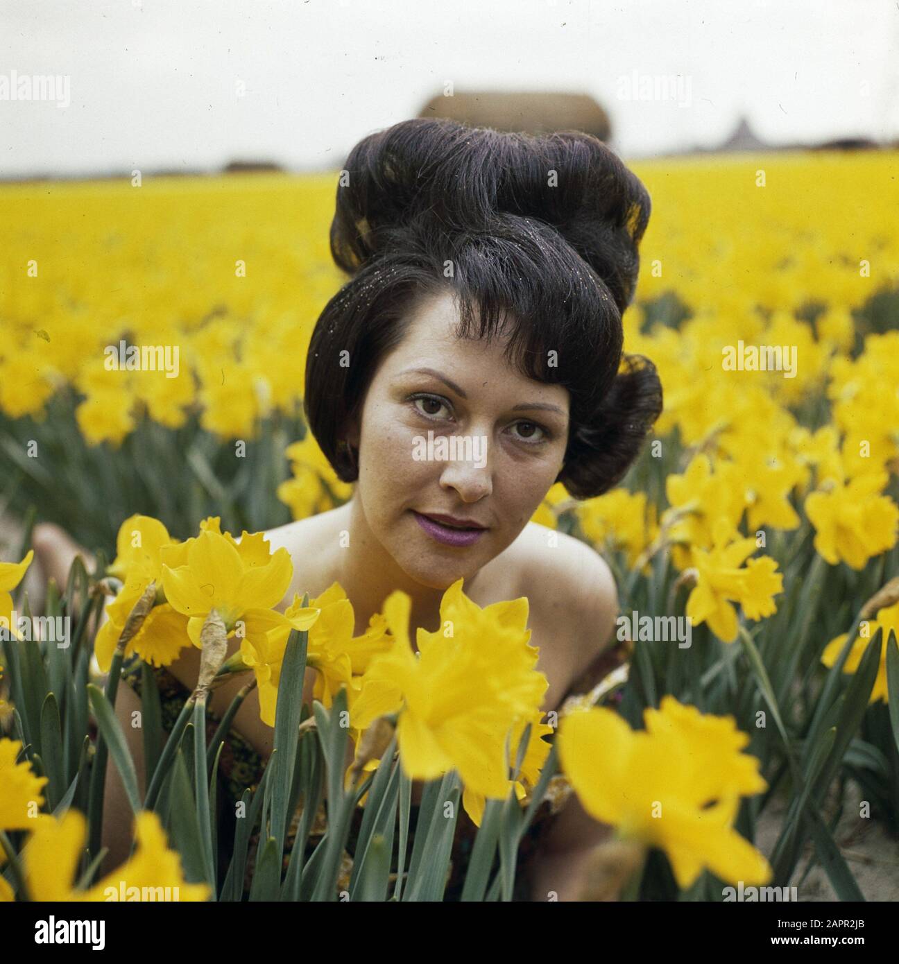women, FLOWER BOLLFIELD, Daffodils Date: undated Keywords: Flower BOB  FIELD, women Person name: Daffodils Stock Photo - Alamy