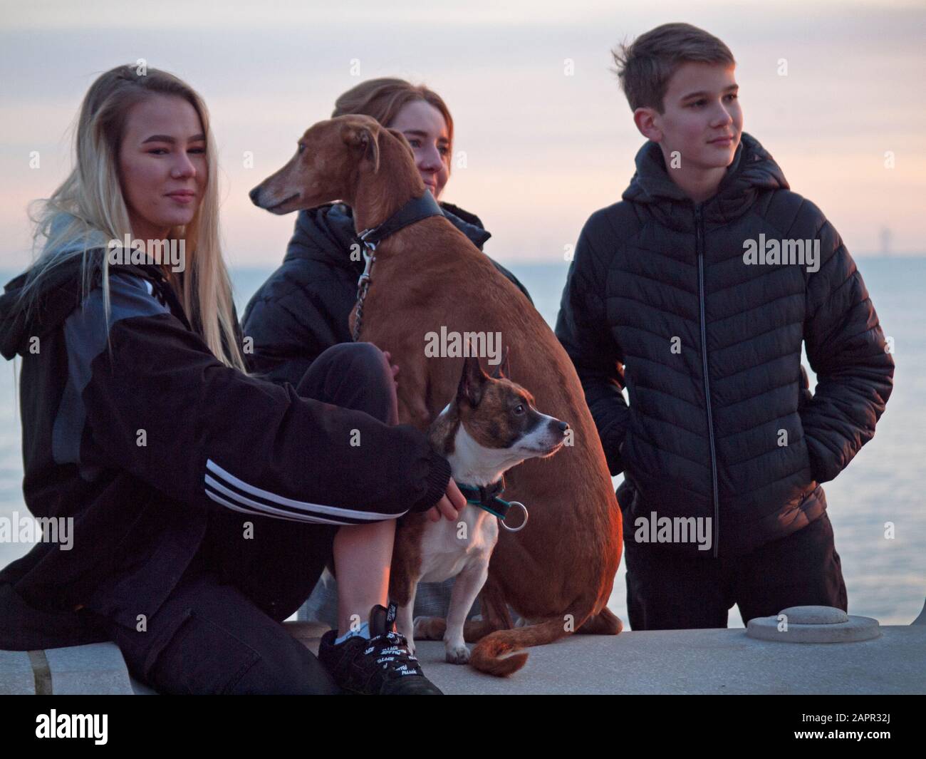 Dogs with their owners on the Brighton seafront Stock Photo