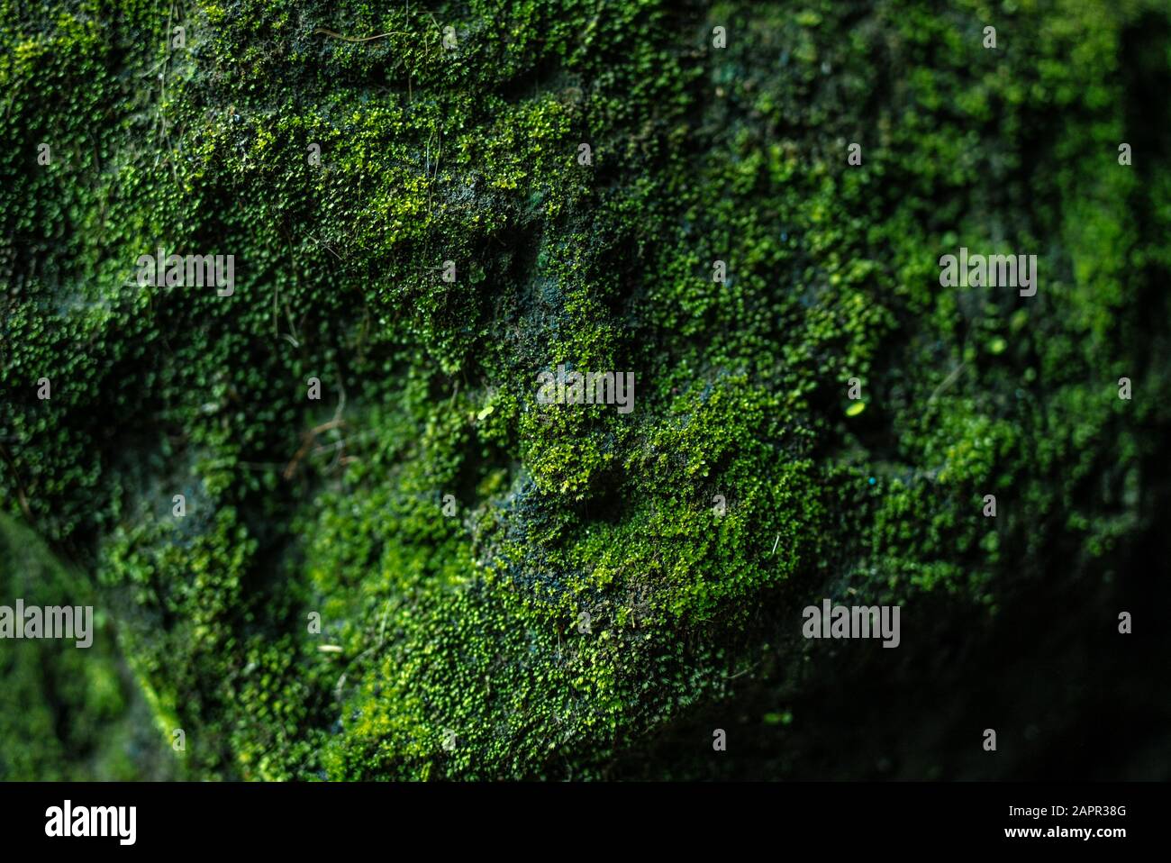 Fairy moss plant hi-res stock photography and images - Alamy