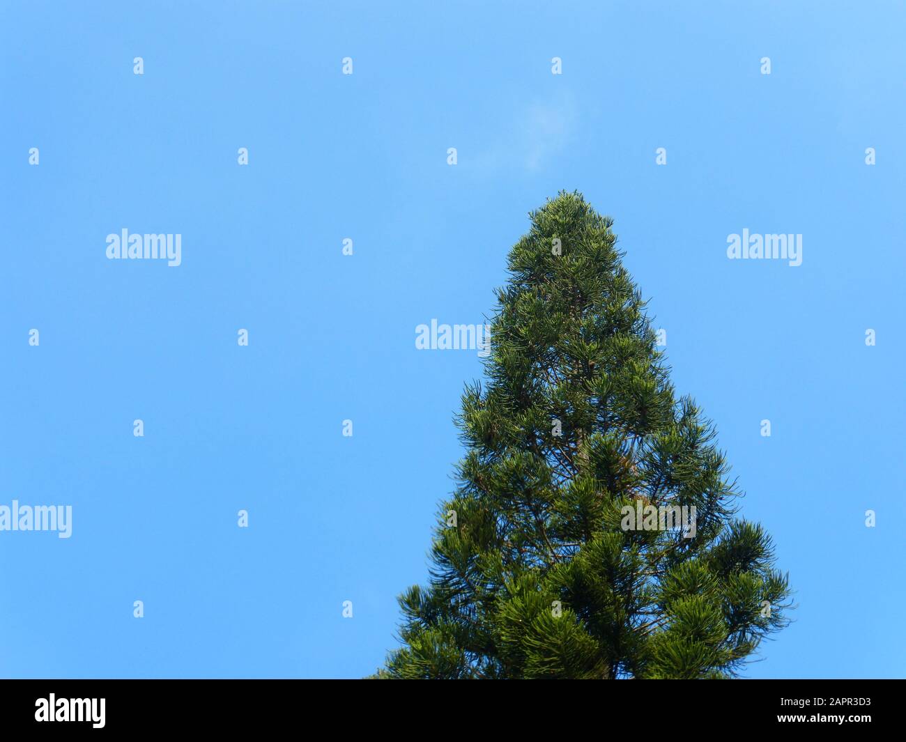 Pine trees under blue sky and white clouds Stock Photo - Alamy