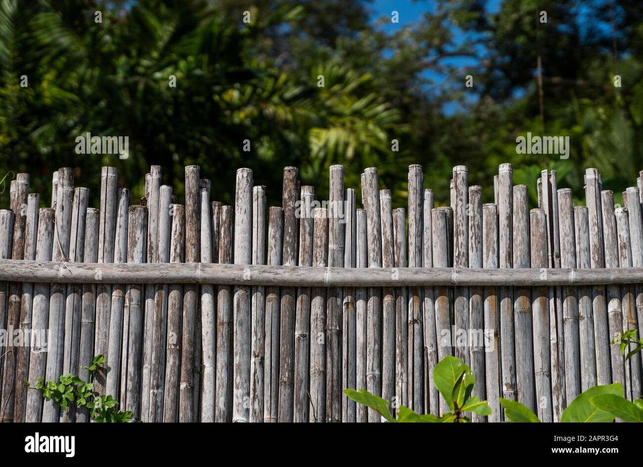 Dry bamboo fence with a green tropical trees on background. Eco natural background concept. Stock Photo