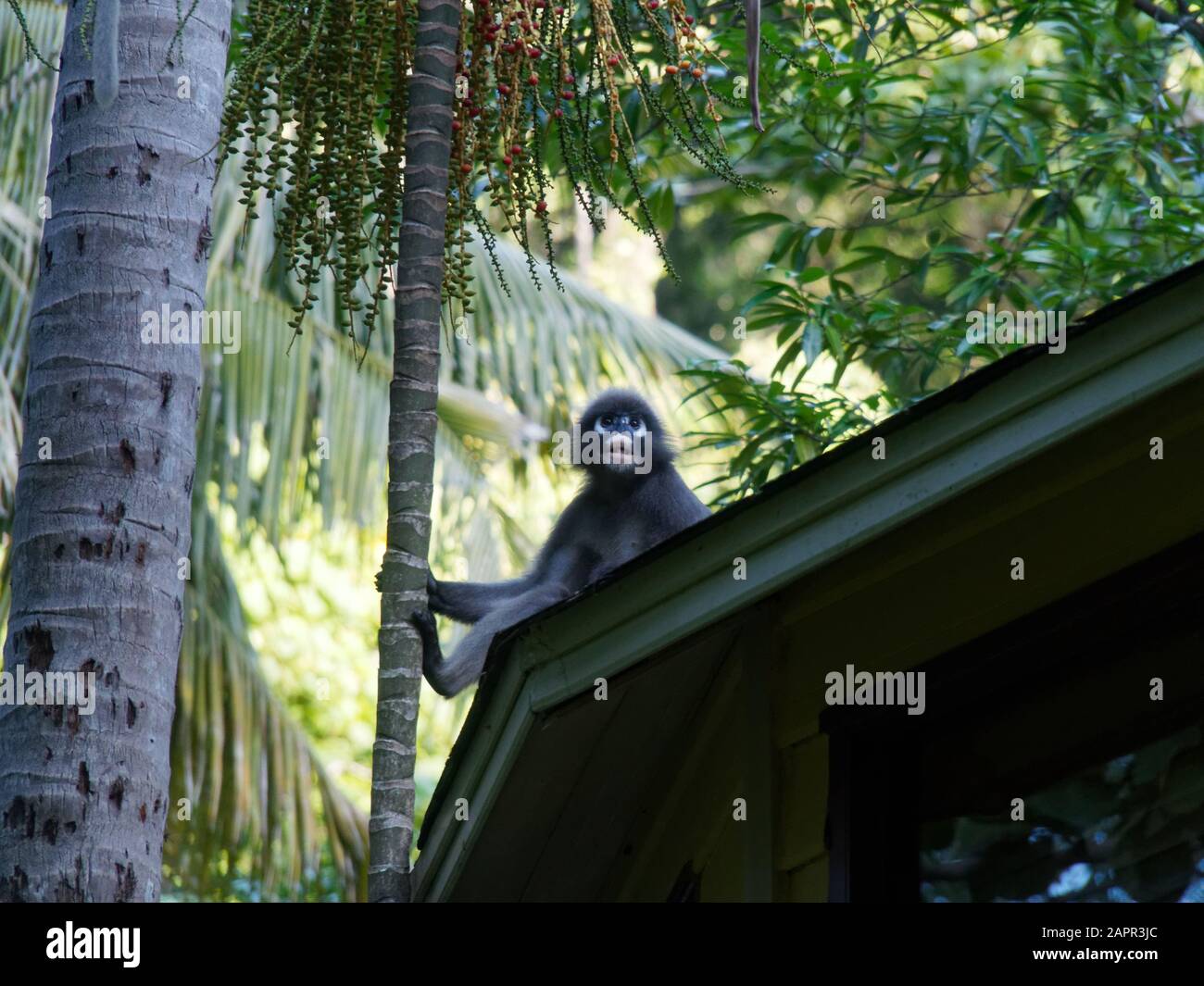 Dusky Langur, Leaf Monkeys, Phranang Peninsular, Rayavadee,Krabi, Thailand, Asia Stock Photo