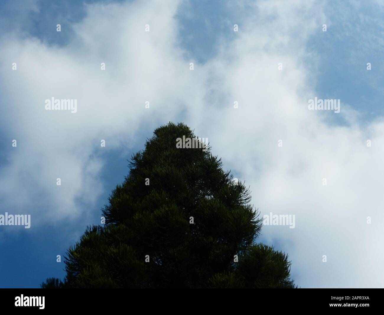 Pine trees under blue sky and white clouds Stock Photo - Alamy