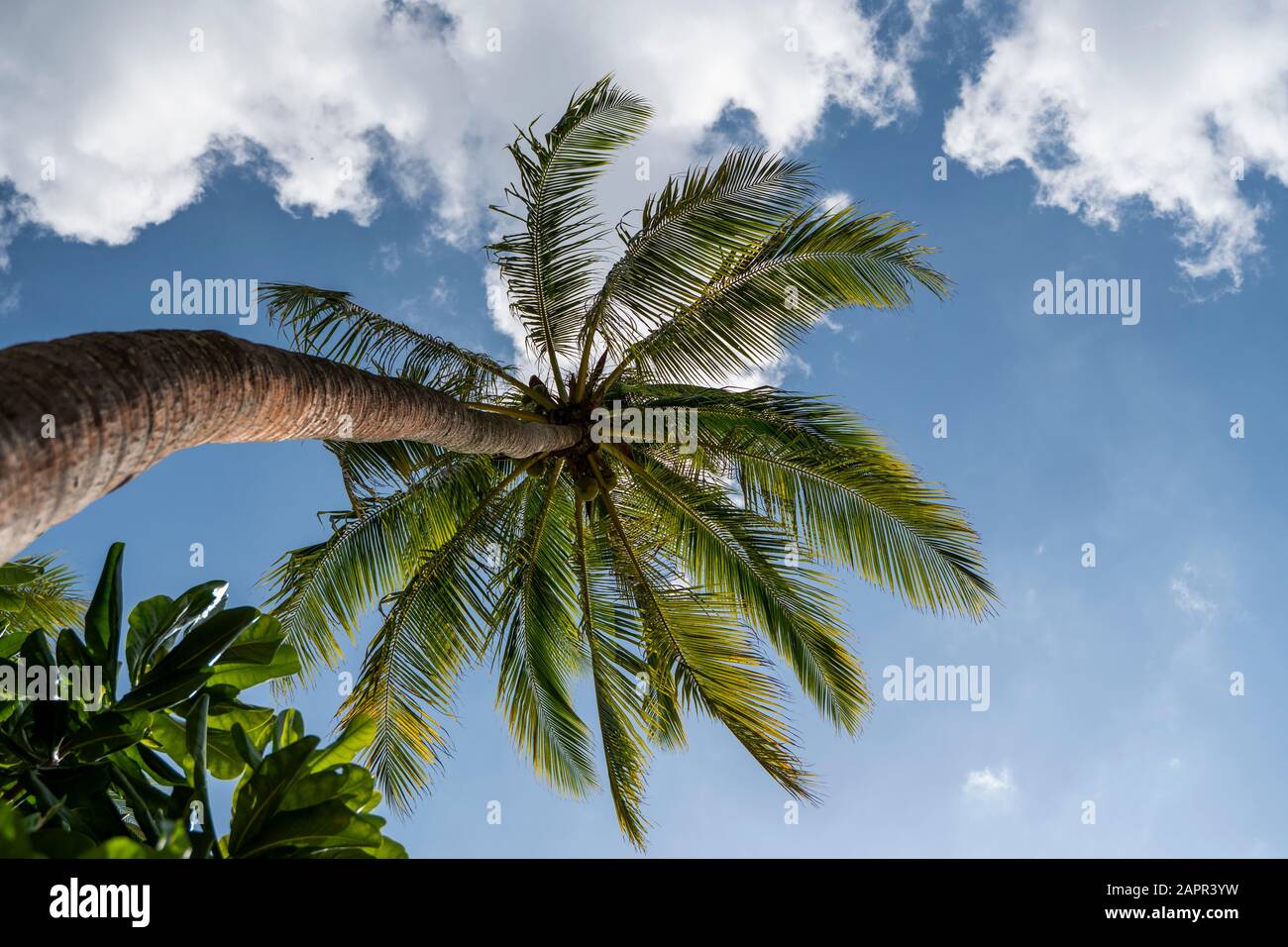 Green palm tree on blue sky background Stock Photo - Alamy