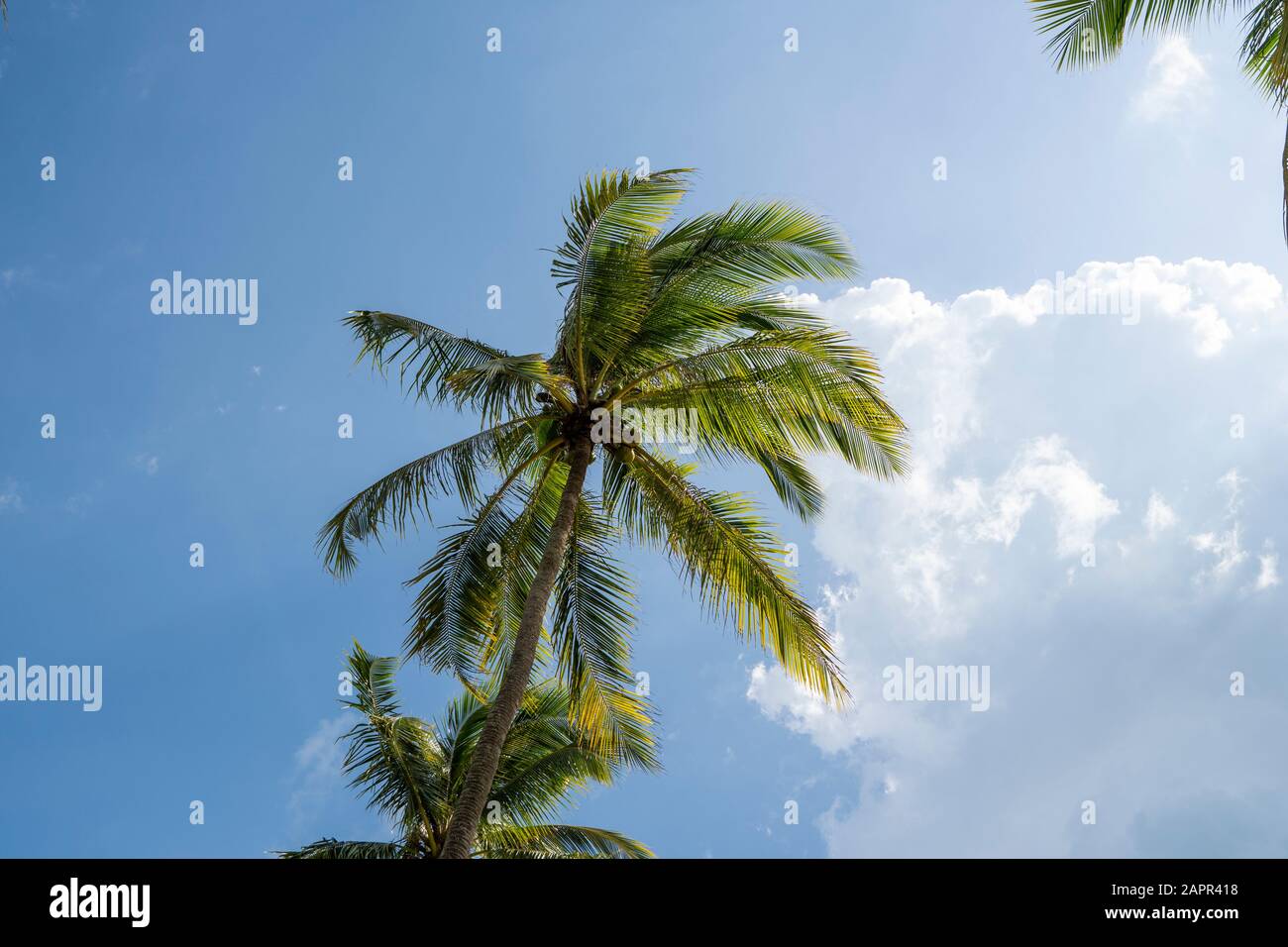Green palm tree on blue sky background Stock Photo - Alamy