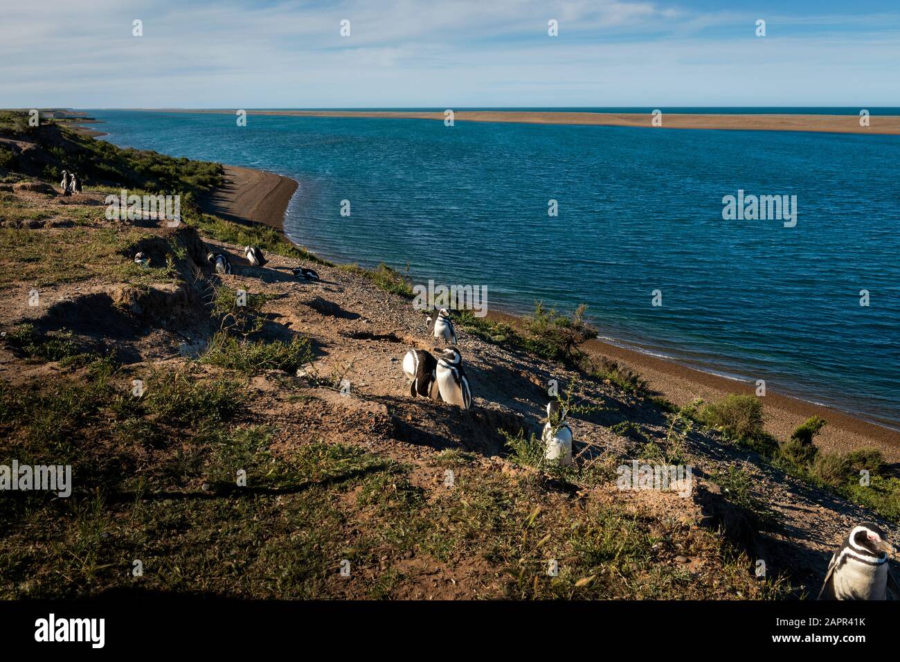 A colony of penguins at the Peninsula Valdes in Argentina, South America. Stock Photo