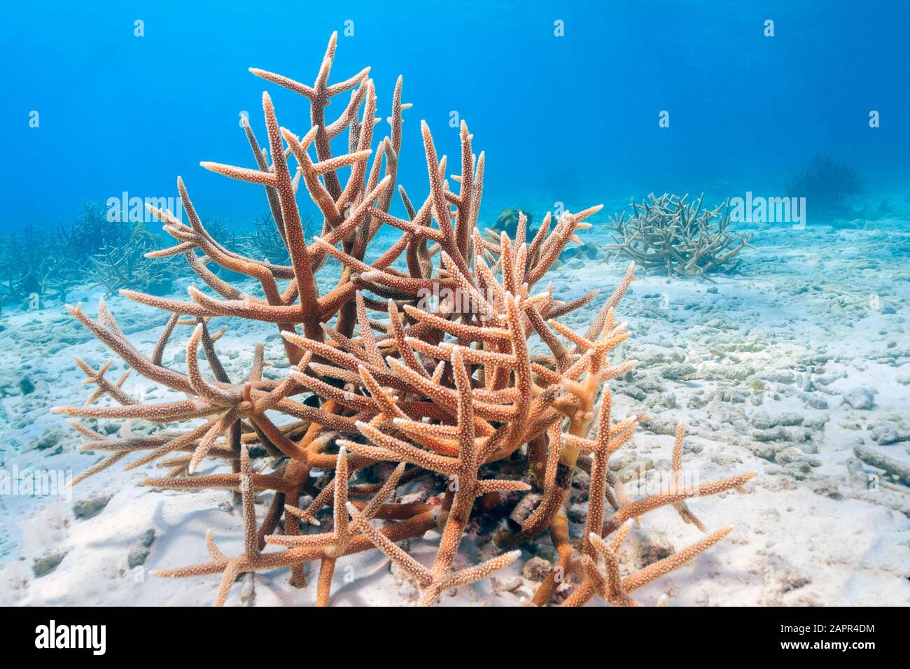 Caribbean coral reef off the coast of the island of Bonaire staghorn coral Stock Photo
