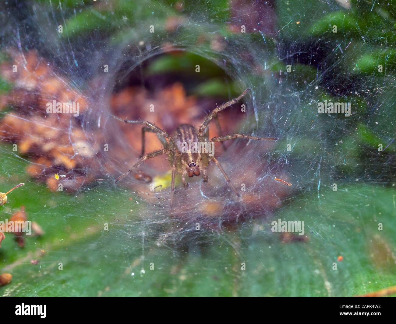 Funnelweb spider refers to many different species of spider