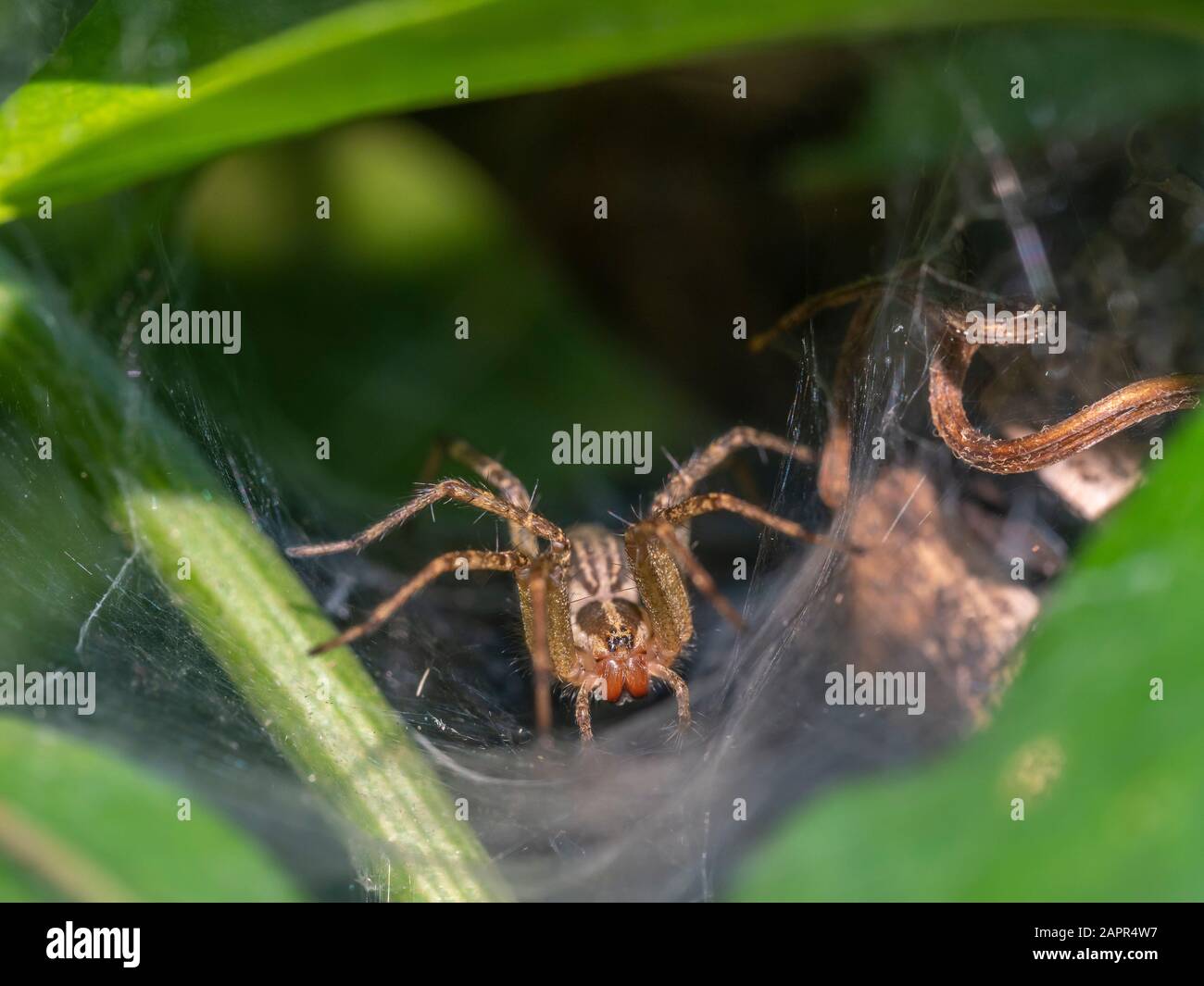 Funnel-web spider refers to many different species of spider, particularly those that spin a web in the shape of a funnel: Stock Photo