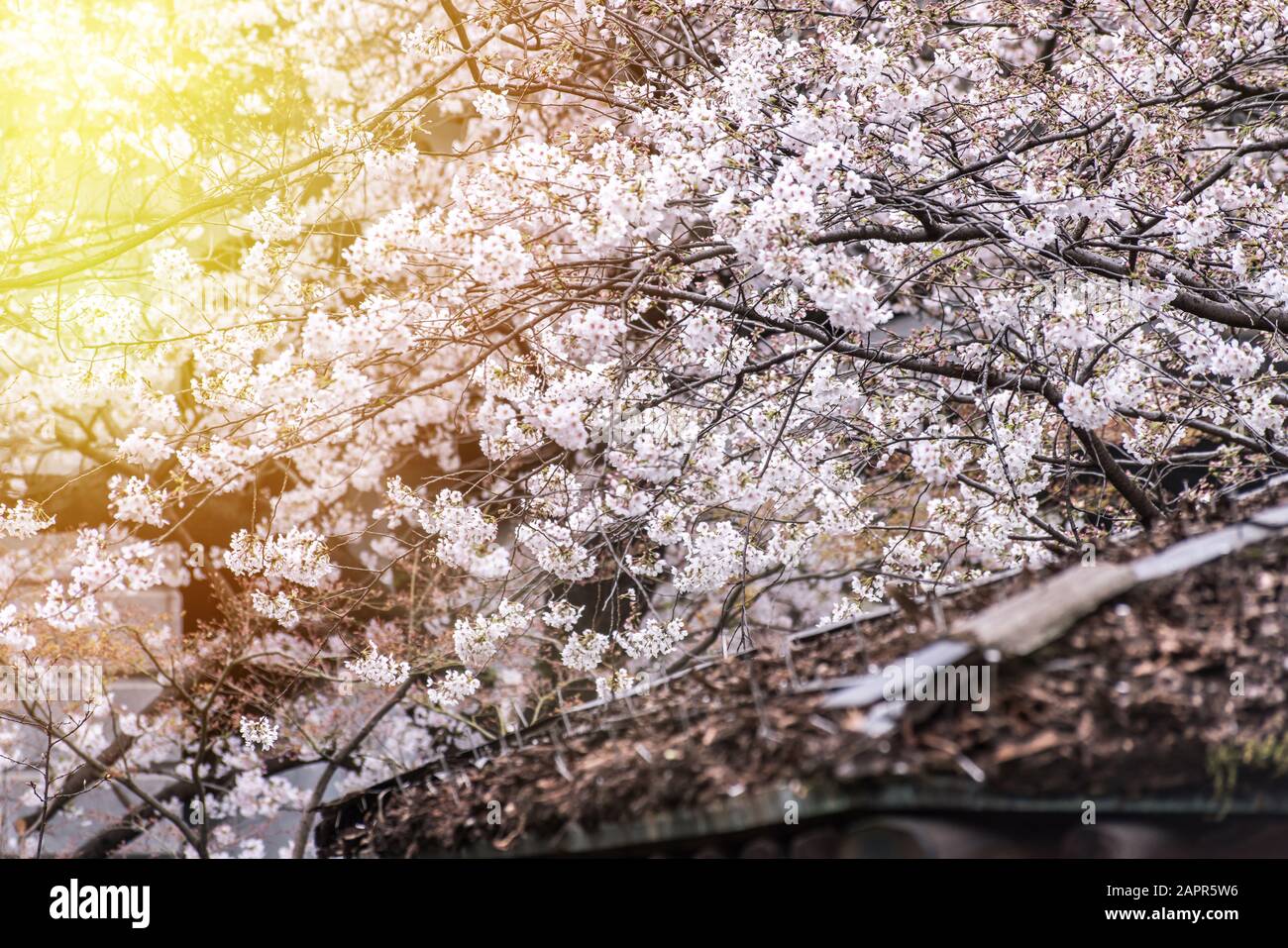 Sakura cherry blossom full bloom at Asukayama park Stock Photo - Alamy